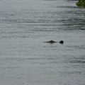 009 Costa Rica - Tortuguero.jpg